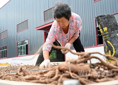 东兴区:加工中药材提升产业动能