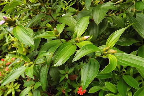 介绍一种药材 红毛菍