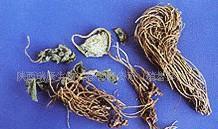 【细辛提取物(图)】价格_厂家_图片 -