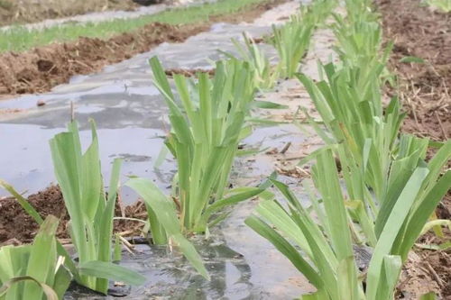 滨州邹平市码头镇 苦药材 配出 致富方