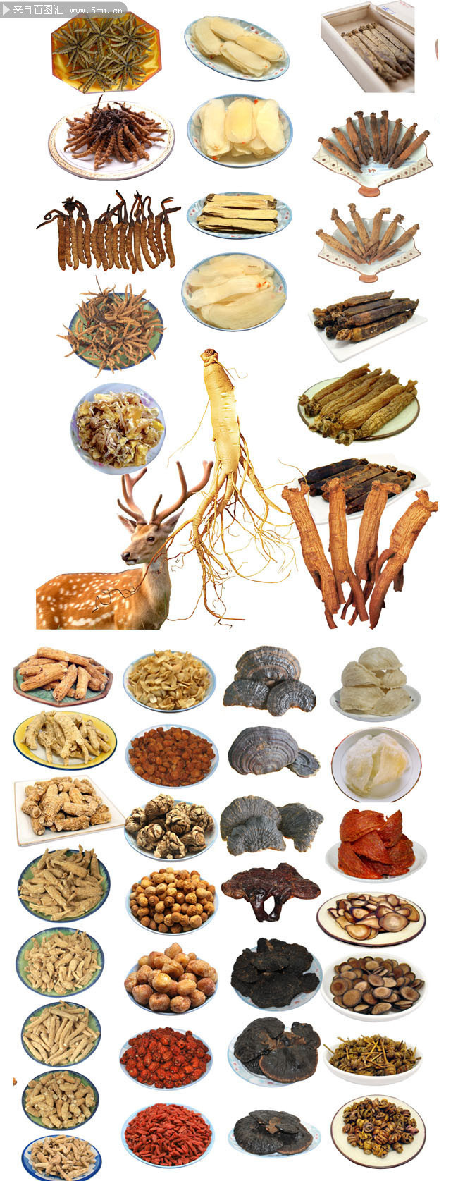 中药材图鉴大全