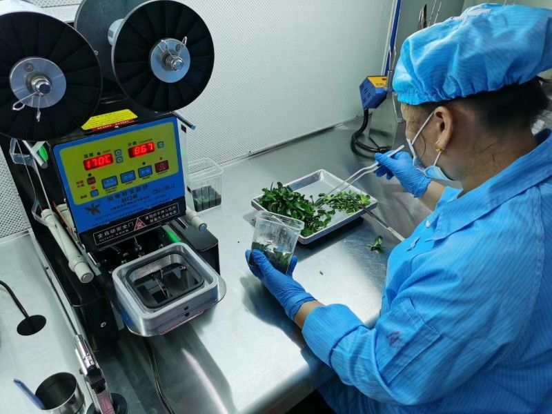 校领导带队深入企业，访企拓岗力促高质量就业——走进广州市卉通农业科技有限公司（药材板块）