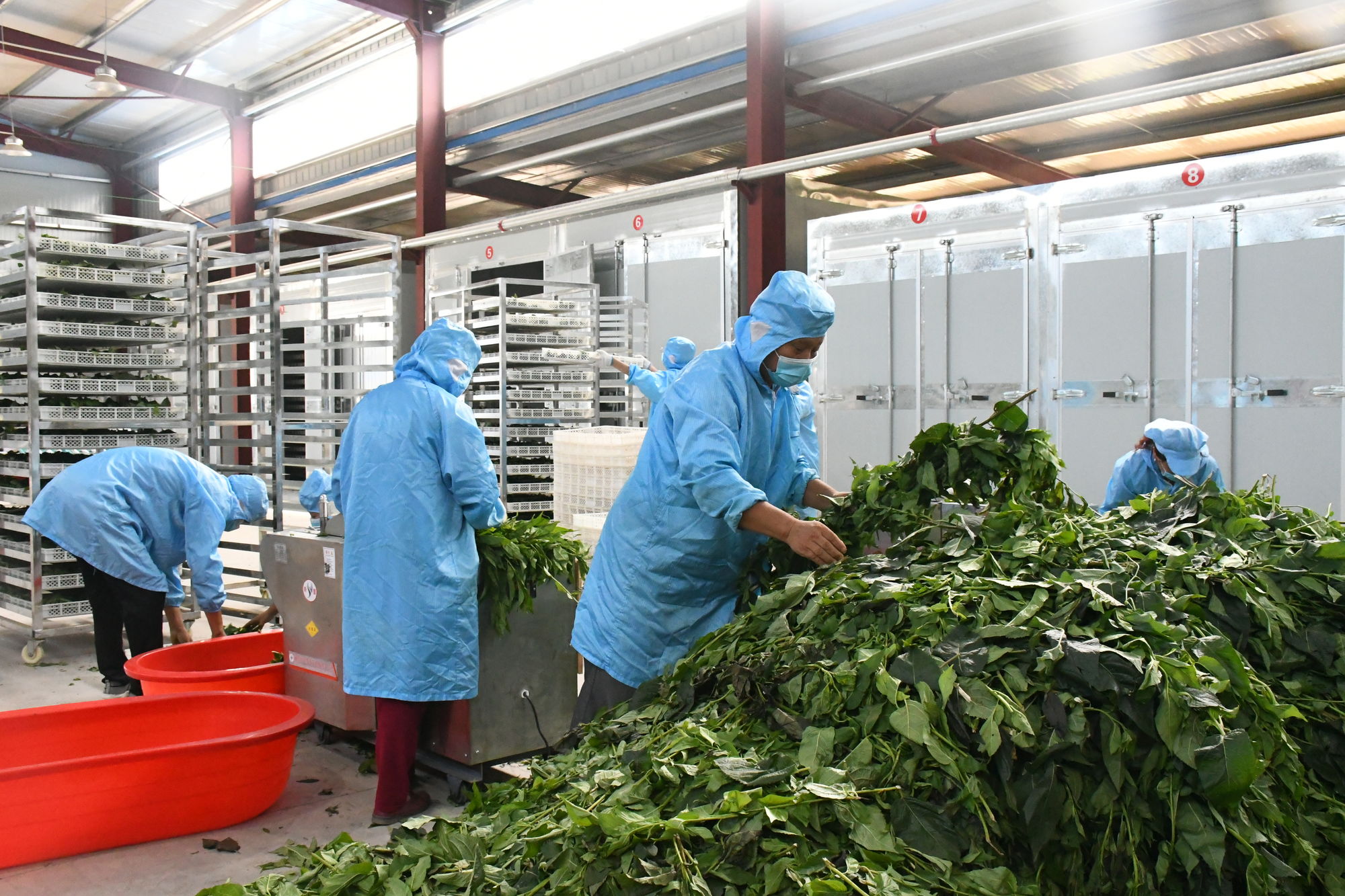 【贯彻落实全会精神之二】朱阳镇 发挥烟叶、中药材产业优势，铺就乡村振兴特色发展之路