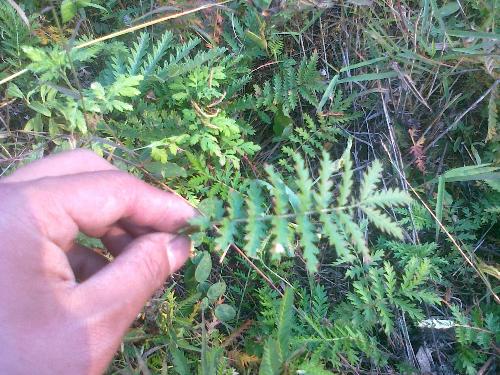 药草与药材 传统医学的宝贵遗产