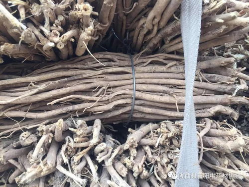 岷县药材市场7月13日行情快讯